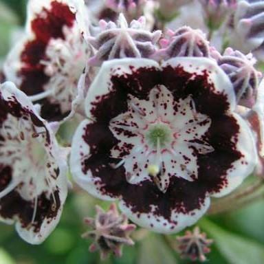 Kalmia latifolia Black Label | Kalmia - mamota |Zahradnictví Franc